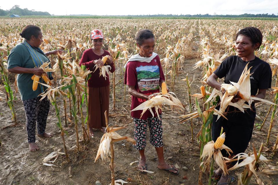 Petani memetik jagung saat panen perdana di kawasan lumbung pangan (food estate) Kampung Wambes, Distrik Mannem, Keerom, Papua, Kamis (06/07/2023). Lumbung pangan tersebut merupakan lahan pertanian percontohan guna memenuhi kebutuhan jagung nasional khusu