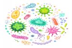 Ilustrasi Bakteri Penyakit Antraks