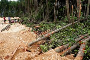 Pembabatan hutan mangrove Teluk Youtefa Papua dihentikan