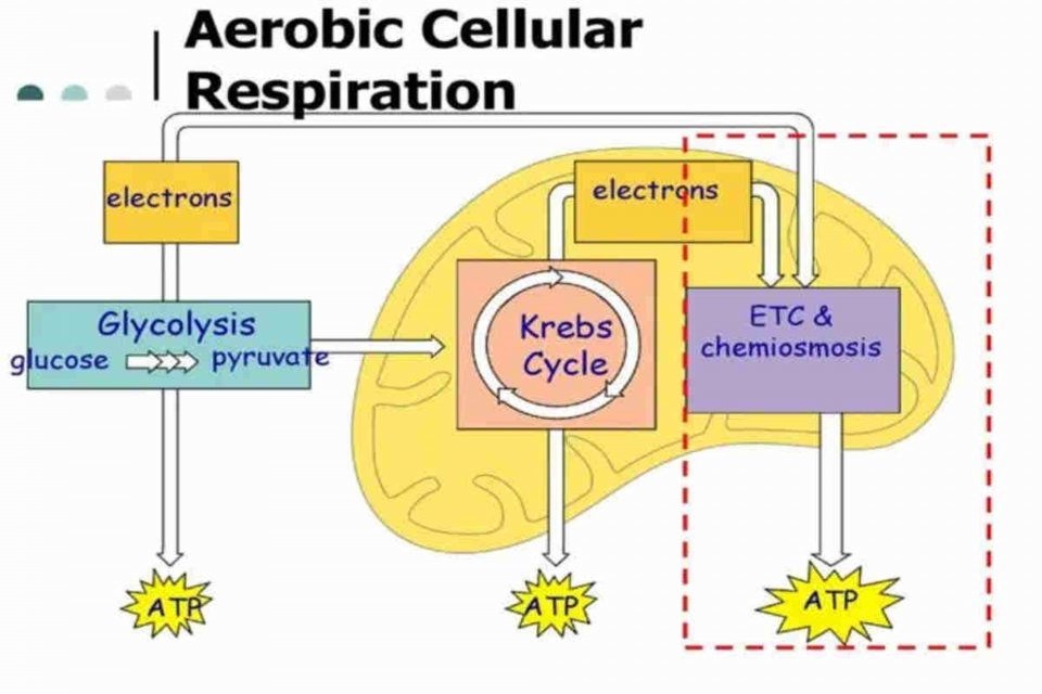 Perbedaan Respirasi Aerob dan Anaerob dan Tahapan Respirasi Aerob