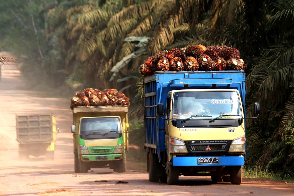 Truk bermuatan kelapa sawit menuju pabrik Permata Bunda di Pematang Panggang, Mesuji, Ogan Komering Ilir, Sumatera Selatan, Senin (17/7/2023). US Department of Agriculture (USDA) memprediksi produksi minyak sawit Indonesia pada 2023-2024 mencapai 46 juta 