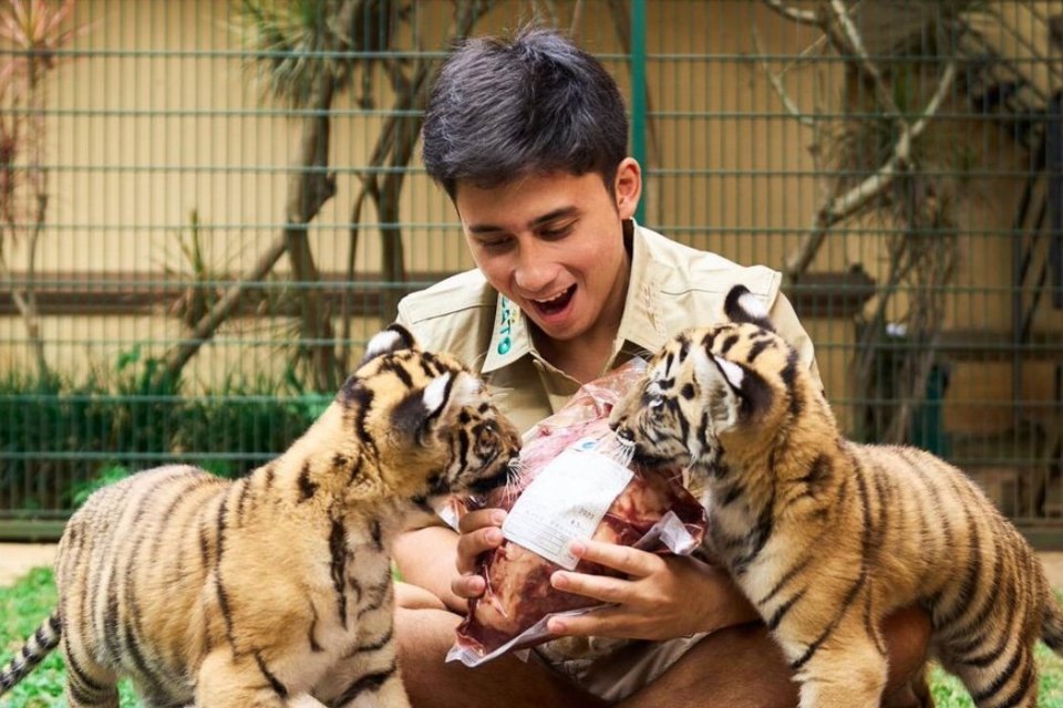 Anak harimau milik YouTuber Alshad Ahmad mati dan menimbulkan polemik. 
