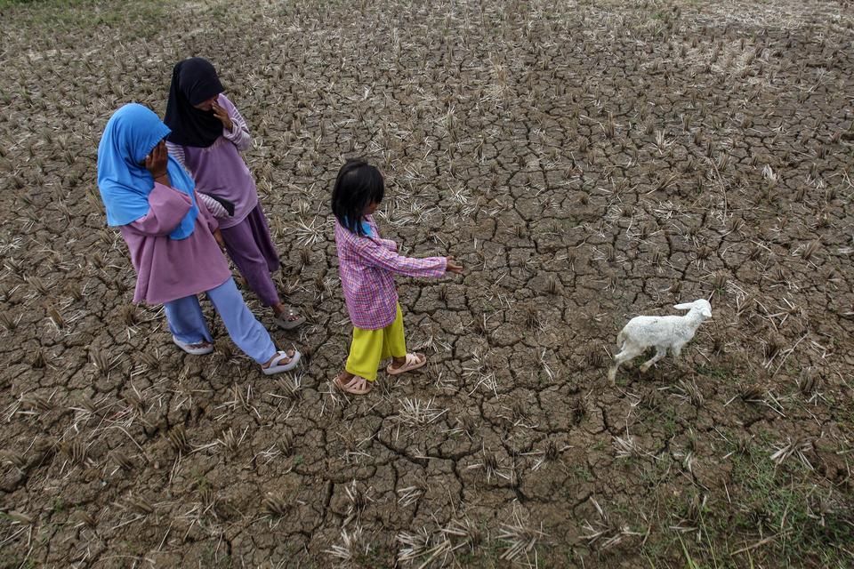 Badan Meteorologi, Klimatologi dan Geofisika (BMKG) menyampaikan 63% wilayah zona musim di Indonesia terdampak fenomena El Nino, yang menyebabkan musim kemarau menjadi lebih kering.