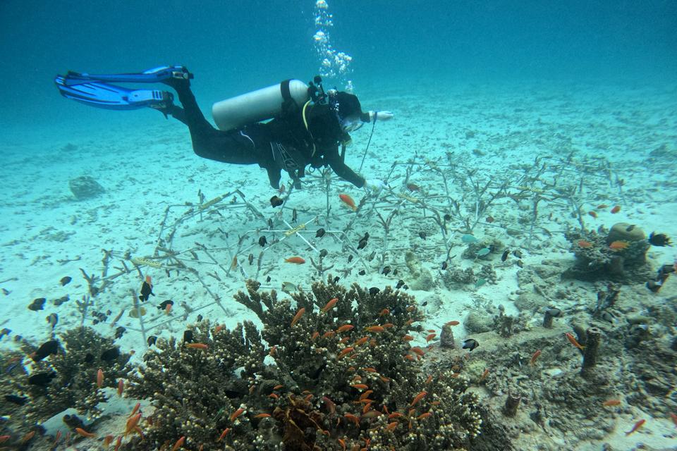 Penyelam dari Rubiah Tirta Divers melakukan transplantasi terumbu karang di kawasan pantai Pulau Rubiah, Kota Sabang, Aceh, Selasa (15/8/2023). 