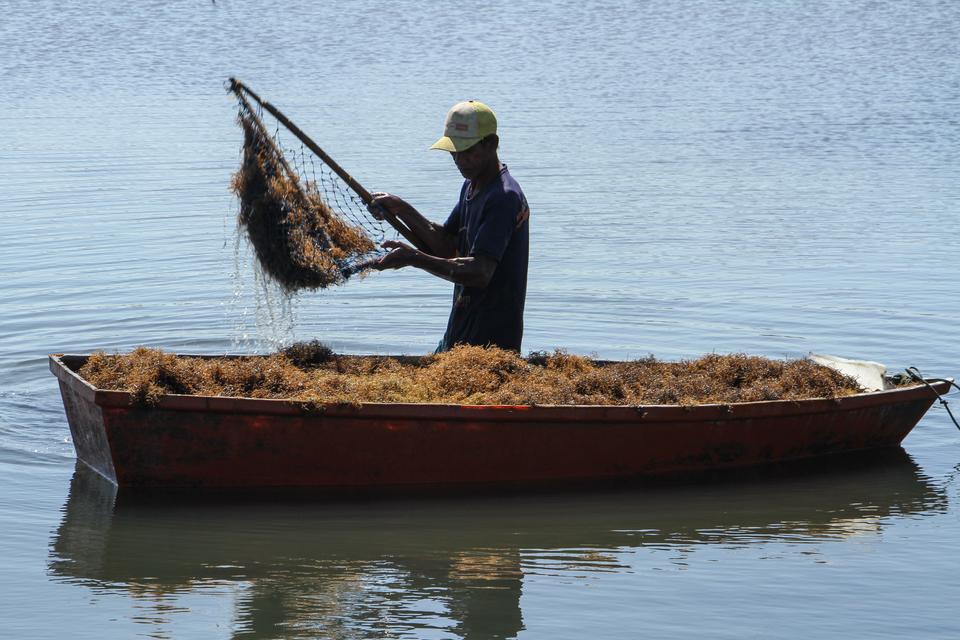 Petambak memanen rumput laut jenis gracilaria di Kabupaten Maros, Sulawesi Selatan, Rabu (16/8/2023). 