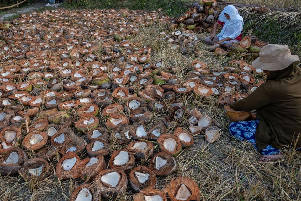 Pekerja mencungkil bungkil kelapa untuk dijadikan kopra di Desa Balane, Sigi, Sulawesi Tengah, Rabu (16/8/2023). Pemerintah melalui Kementerian Pertanian mendorong peningkatan produktivitas tanaman kelapa yang saat ini baru mencapai satu ton per hektare a