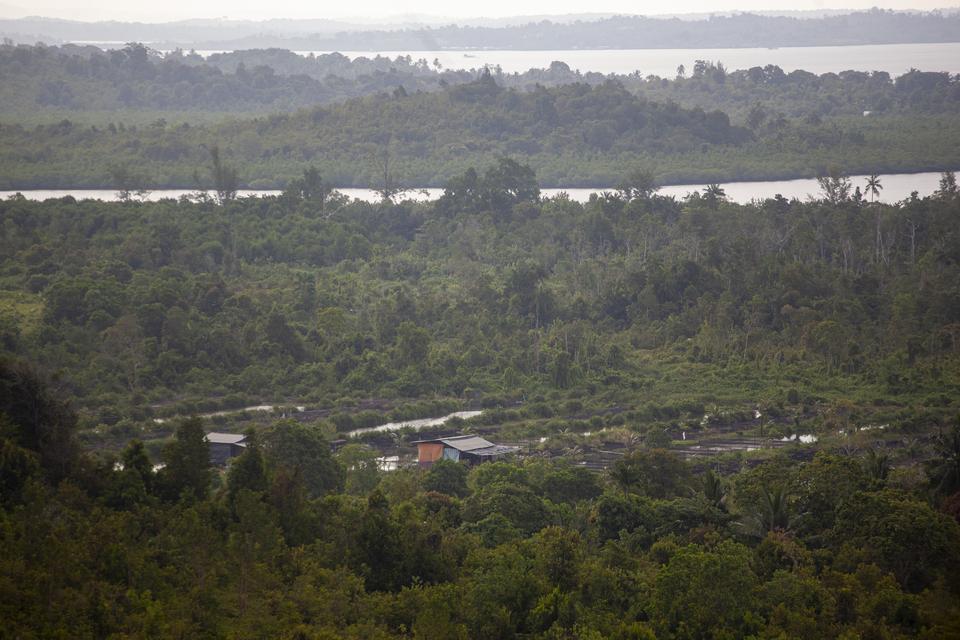 Sejumlah ladang milik warga berada di dalam kawasan hutan Sembulang di Pulau Rempang, Batam, Kepulauan Riau, Senin (21/8/2023). Pemerintah berencana mengembangkan lahan seluas 17.000 hektare lahan menjadi Rempang Eco City. 