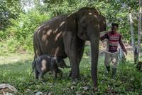 Anak gajah sumatera lahir di TN Tesso Nilo