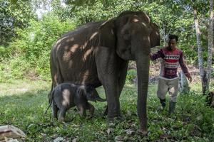 Anak gajah sumatera lahir di TN Tesso Nilo