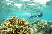 Jumlah kunjungan wisatawan Pulau Seribu