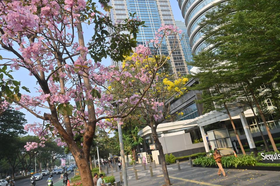 Warga berjalan di dekat bunga tabebuya yang bermekaran di Jalan Jenderal Sudirman, Jakarta, Kamis (14/9/2023). 