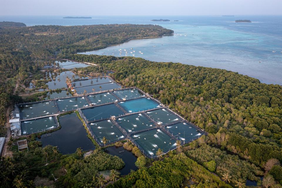 Foto udara tambak udang vaname intensif di sekitar area hutan mangrove tepi pantai Desa Kemujan, Karimunjawa, Jepara, Jawa Tengah, Senin (18/9/2023). Menurut data yang dihimpun komunitas pegiat lingkungan Lingkar Juang Karimunjawa sebanyak 33 titik tambak