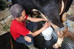 Kebutuhan susu segar Jawa Timur