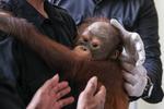 Translokasi Orangutan Kalimantan