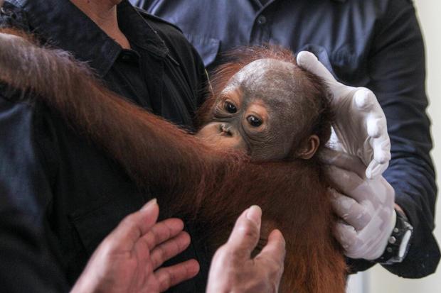 Babak Baru Kebakaran Hutan: Kepungan Asap Tumbangkan Orangutan di Kalimantan