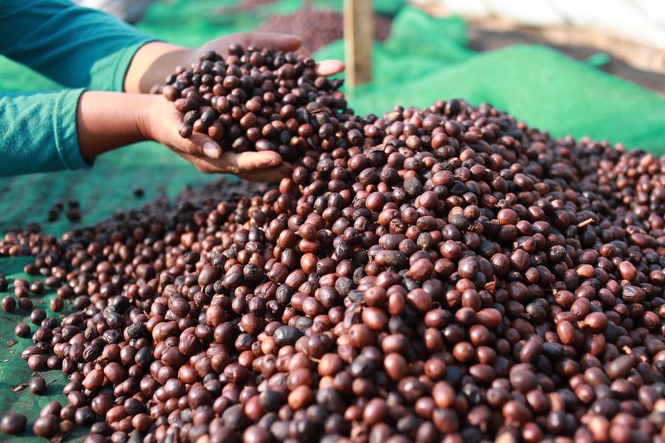 Harga biji kopi bakal semakin mahal karena perubahan iklim yang mengeringkan wilayah-wilayah utama penghasil kopi di dunia.