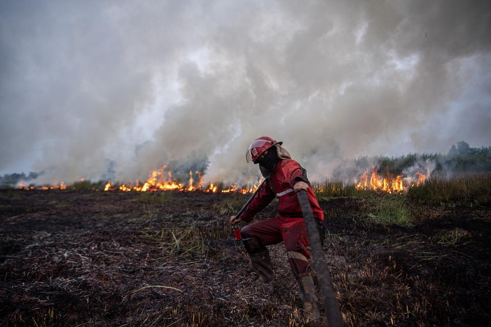 Petugas Manggala Agni Daops Banyuasin menarik selang air untuk memadamkan kebakaran lahan di Desa Muara dua, Kecamatan Pemulutan, Kabupaten Ogan Ilir (OI), Sumatera Selatan, Kamis (21/9/2023). Berdasarkan data dari Balai Pengendalian Perubahan Iklim dan K