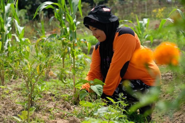 Pusat Kegiatan Pembelajaran Masyarakat (PKBM) yang baru di Riau akan memberikan pendidikan tentang pertanian berkelanjutan yang terintegrasi untuk mendorong kewirausahaan masyarakat.