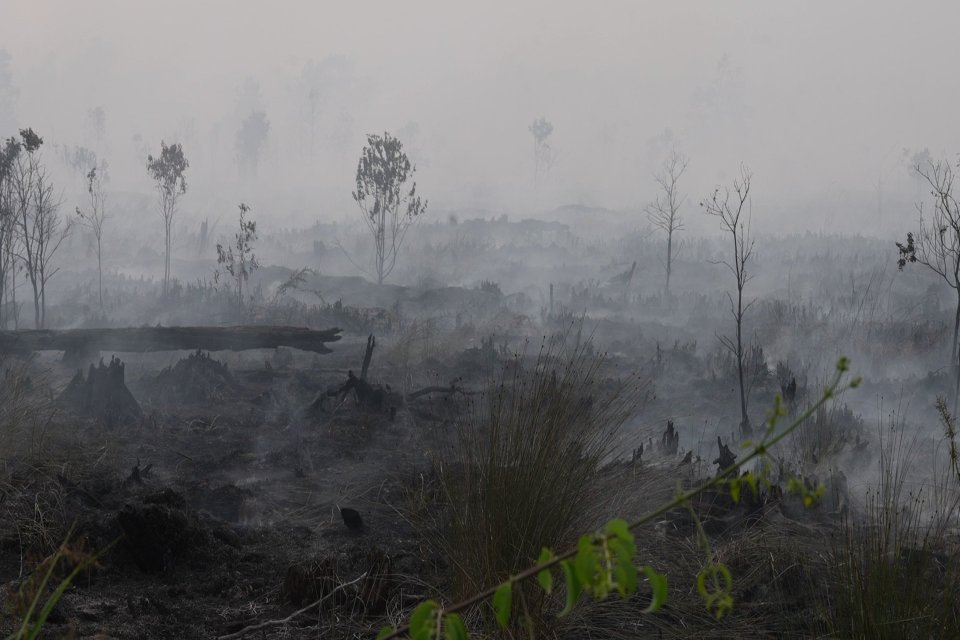 Kebakaran hutan dan lahan (karhutla) di Trans Kalimantan, Kalimantan Tengah, Senin (2/10). 
