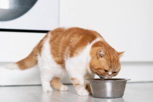 Makanan yang Menyebabkan Bulu Kucing Rontok