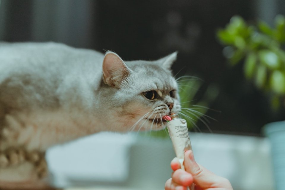 Makanan Manusia yang Aman untuk Kucing 