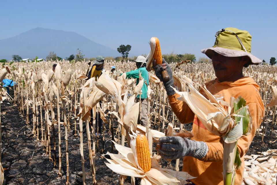 Petani memanen jagung di Kedungguwo, Sukomoro, Magetan, Jawa Timur, Kamis (5/10/2023). 
