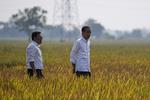 Presiden Jokowi meninjau panen padi di Subang