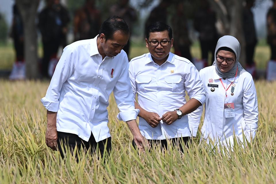 Presiden Joko Widodo (kiri) didampingi Plt Menteri Pertanian Arief Prasetyo Adi (tengah) dan Bupati Indramayu Nina Agustina melihat tanaman padi yang akan dipanen di Desa Karanglayung, Sukra, Indramayu, Jawa Barat, Jumat (13/10/2023). 