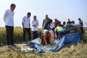 Presiden Jokowi meninjau panen padi di Indramayu