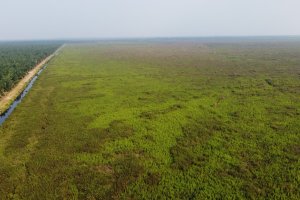 Lahan Gambut BRGM Riau