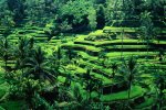 Salah satu kota ternyaman untuk melewatkan masa pensiun adalah Ubud, Bali