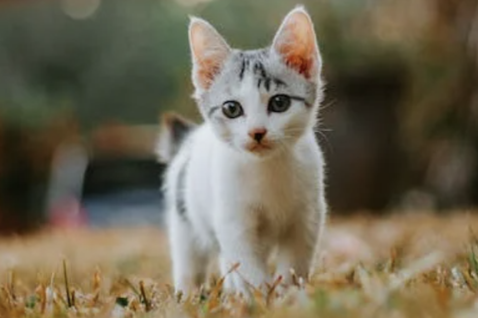 Nama Kucing Betina dan Artinya