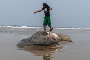 Hiu paus mati terdampar di Pandeglang