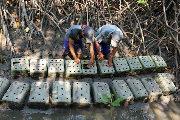 Warga Kelompok Usaha Perhutanan Sosial (KUPS) Tuan Krab mengecek jerigen berisi kepiting bakau di Hutan mangrove Teluk Pangpang, Tegaldelimo, Banyuwangi, Jawa Timur, Jumat (27/10/2023). OJK tengah menggodok skema pembiayaan baru yang melibatkan penjamin s