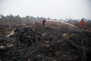 Upaya pemadaman kebakaran lahan gambut di Desa Jungkal