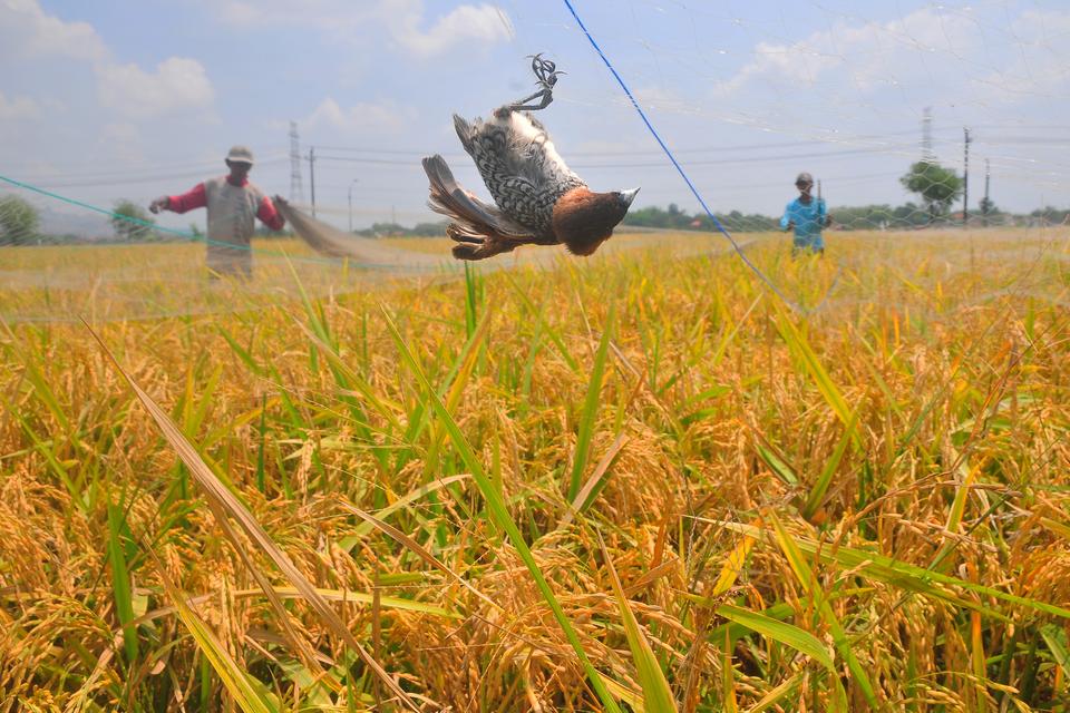 Petani melepas jaring hama burung di tanaman padi siap panen di Desa Hadipolo, Kudus, Jawa Tengah, Minggu (12/11/2023). Kementerian Pertanian akan menambah produksi beras pada Desember 2023 yang berasal dari program Gerakan Nasional (Gernas) Penanganan Da