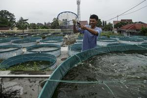 Upaya peningkatan produksi ikan nila