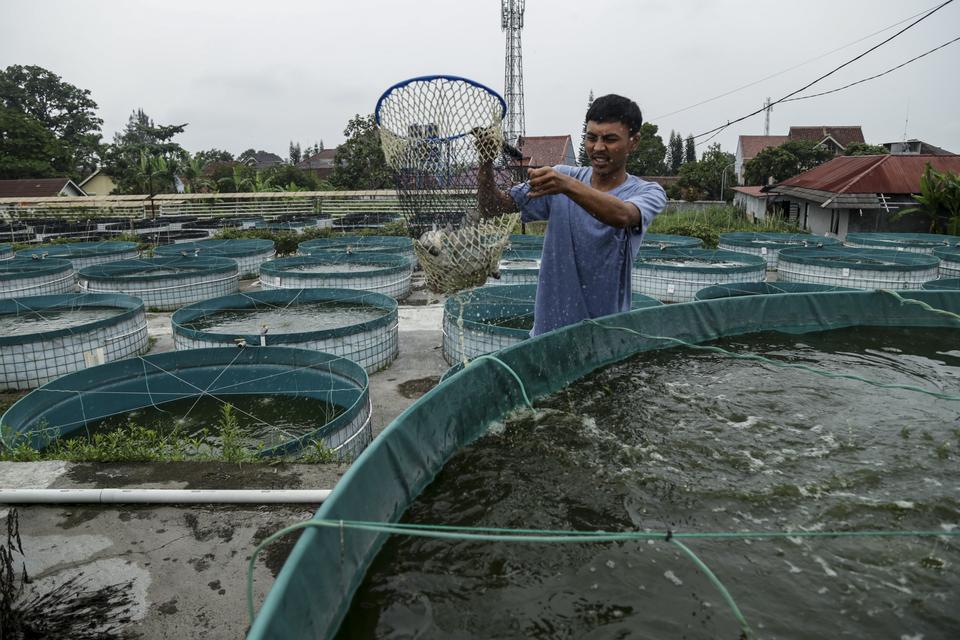 Ikan Nila Jokowi