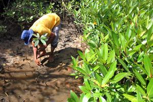 Upaya rehabilitasi ekosistem mangrove