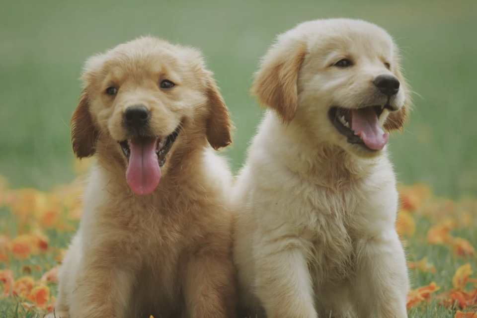 Inspirasi Nama Anjing Lucu dan Manfaat Memberi Nama Anjing - Varia