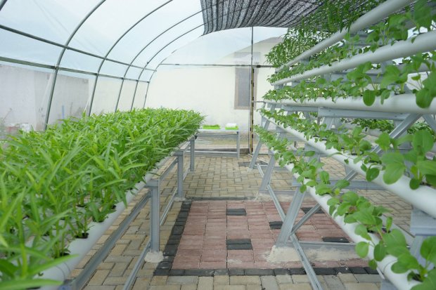 BRI memberikan bantuan kepada KWT Srikandi dan para pelaku UMKM di Mrican Caturtunggal Depok, Kabupaten Sleman, DIY. Bantuan ini menghidupkan aktivitas urban farming di wilayah tersebut.