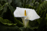 Peace lily merupakan salah satu tanaman hias pembersih udara yang efisien