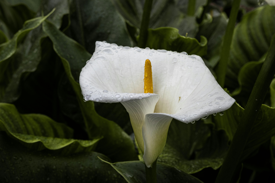 Peace lily merupakan salah satu tanaman hias pembersih udara yang efisien.
