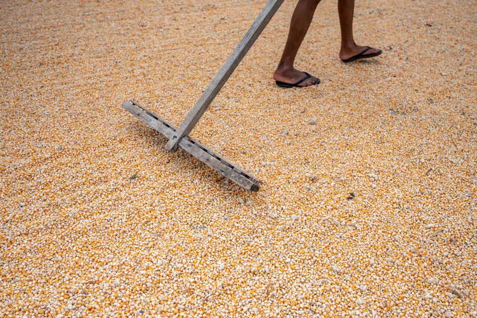 jagung, panen raya, harga jagung