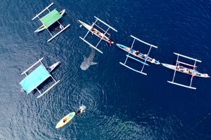 Jumlah individu Hiu Paus di Gorontalo