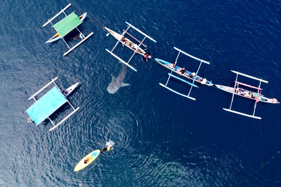 Sejumlah wisawatan melihat Hiu Paus (Rhincodon Typus) dengan menggunakan perahu wisata di pantai Desa Botubarani, Kabupaten Bone Bolango, Gorontalo, Selasa (5/12/2023). Sejak tahun 2016 hingga Desember 2023 tercatat sebanyak 59 individu yang dapat diiden