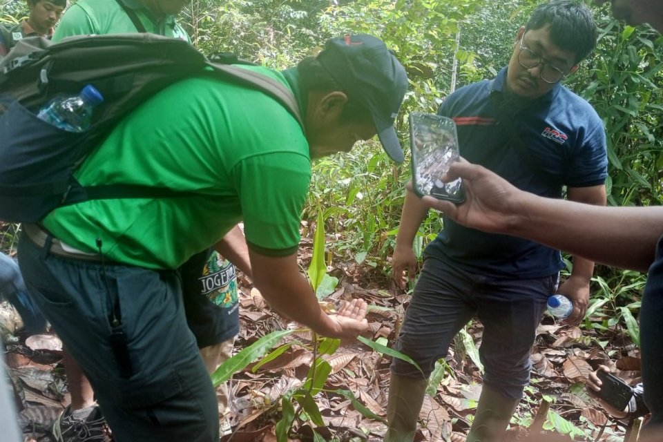 Petugas PT Triputra Agro Persada Tbk menunjukkan tanaman Kantong Semar yang tumbuh di Hutan Mayong Merapun. Hutan tersebut kini dikelola Triputra sebagai komitmen konservasi dan menjaga produktivitas kebun
