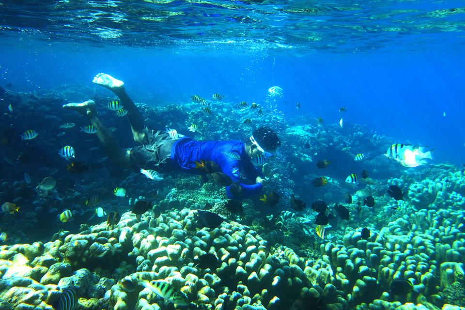 Warga berenang di atas terumbu karang di objek wisata Taman Laut Olele di Kabupaten Bone Bolango, Gorontalo, Kamis (7/12/2023). Taman laut yang dijadikan kawasan wisata pada tahun 2005 tersebut memiliki terumbu karang yang sehat, berbagai jenis ikan dan b