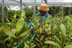 Potensi investasi pada ekosistem mangrove
