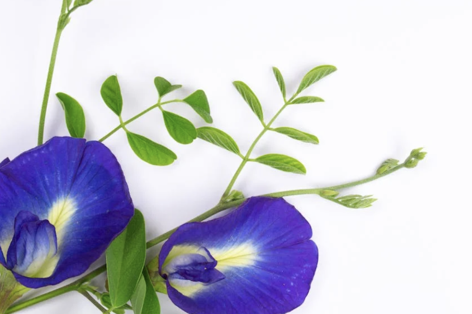 Manfaat Bunga Telang